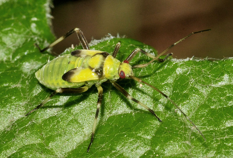 Miridae:  ninfe di Calocoris alpestris e Grypocoris sexguttatus